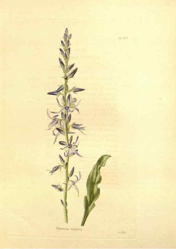Reproducción/Reproduction 48753813923: The botanical cabinet. London :John & Arthur Arch ...,1817-1833.. 