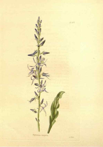 Reproducción/Reproduction 48753813923: The botanical cabinet. London :John & Arthur Arch ...,1817-1833.. 