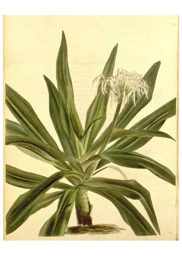 Reproducción/Reproduction 48753814393: The botanical cabinet. London :John & Arthur Arch ...,1817-1833.. 