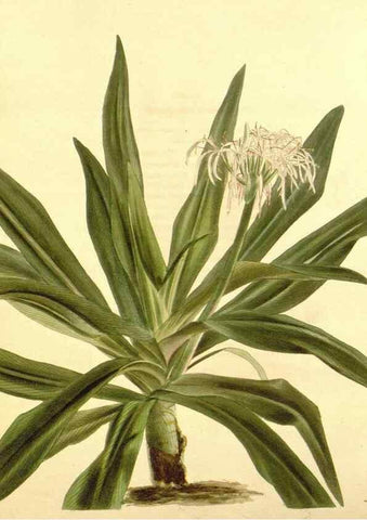 Reproducción/Reproduction 48753814393: The botanical cabinet. London :John & Arthur Arch ...,1817-1833.. 