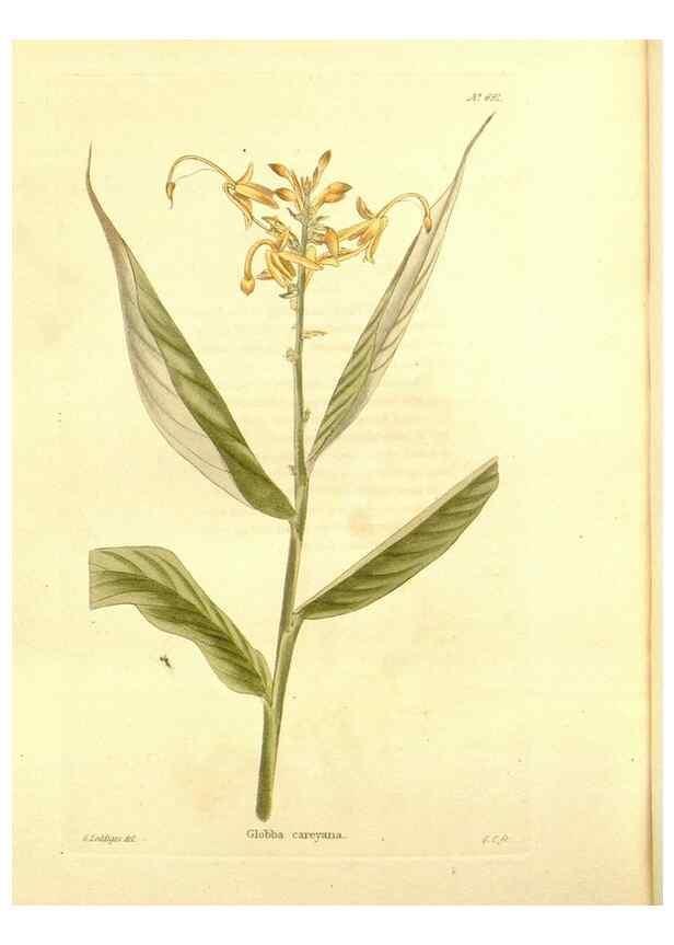 Reproducción/Reproduction 48753819983: The botanical cabinet. London :John & Arthur Arch ...,1817-1833.. 