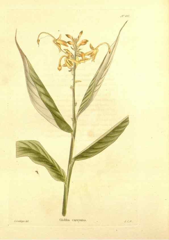 Reproducción/Reproduction 48753819983: The botanical cabinet. London :John & Arthur Arch ...,1817-1833.. 