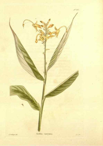 Reproducción/Reproduction 48753819983: The botanical cabinet. London :John & Arthur Arch ...,1817-1833.. 