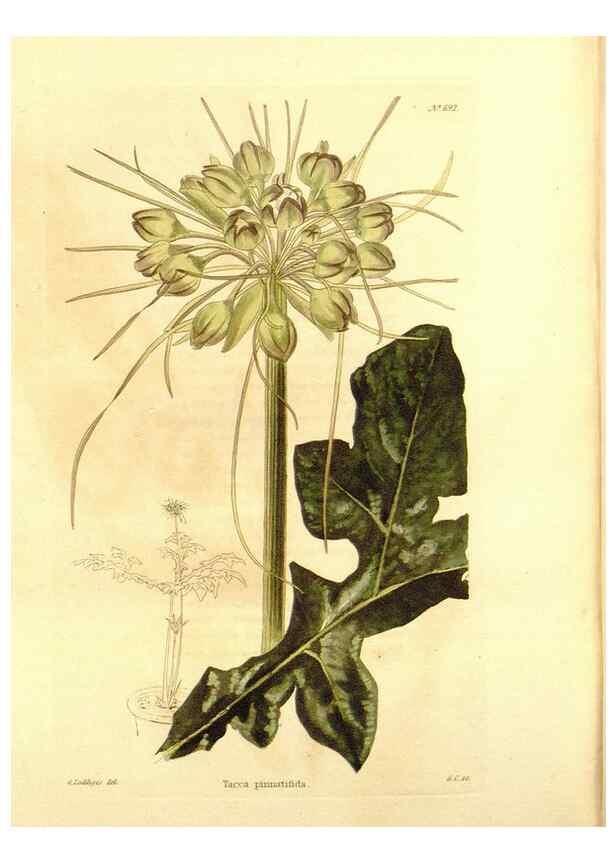 Reproducción/Reproduction 48754334962: The botanical cabinet. London :John & Arthur Arch ...,1817-1833.. 