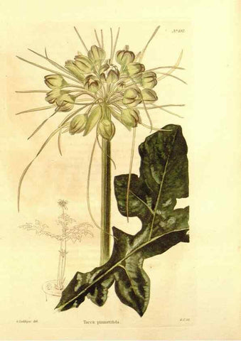 Reproducción/Reproduction 48754334962: The botanical cabinet. London :John & Arthur Arch ...,1817-1833.. 