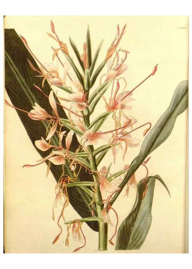 Reproducción/Reproduction 48754335227: The botanical cabinet. London :John & Arthur Arch ...,1817-1833.. 