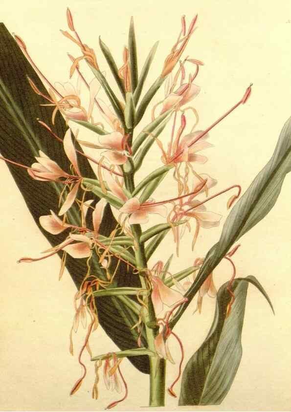 Reproducción/Reproduction 48754335227: The botanical cabinet. London :John & Arthur Arch ...,1817-1833.. 