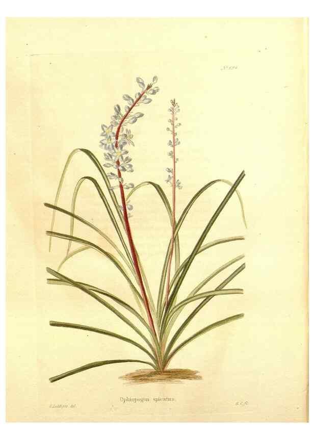 Reproducción/Reproduction 48754143846: The botanical cabinet. London :John & Arthur Arch ...,1817-1833.. 