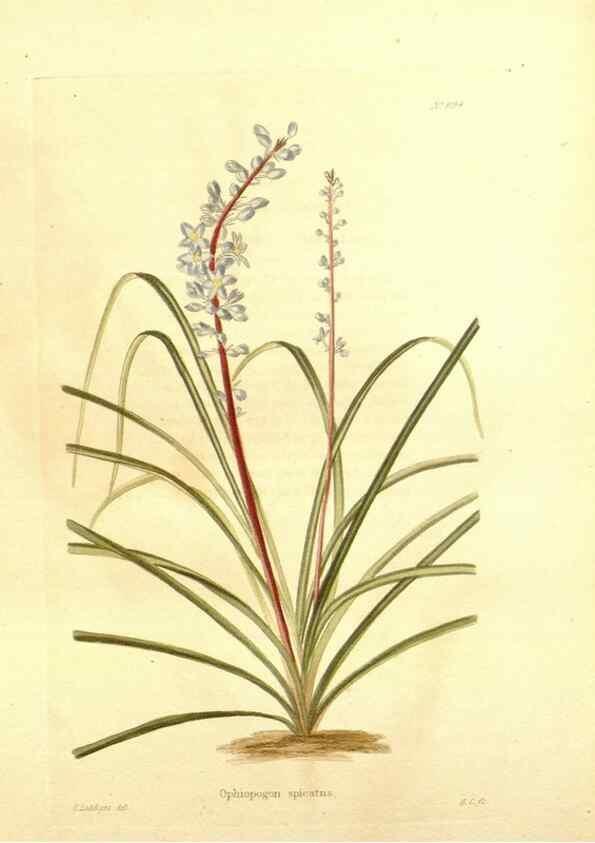 Reproducción/Reproduction 48754143846: The botanical cabinet. London :John & Arthur Arch ...,1817-1833.. 