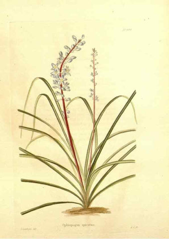 Reproducción/Reproduction 48754143846: The botanical cabinet. London :John & Arthur Arch ...,1817-1833.. 