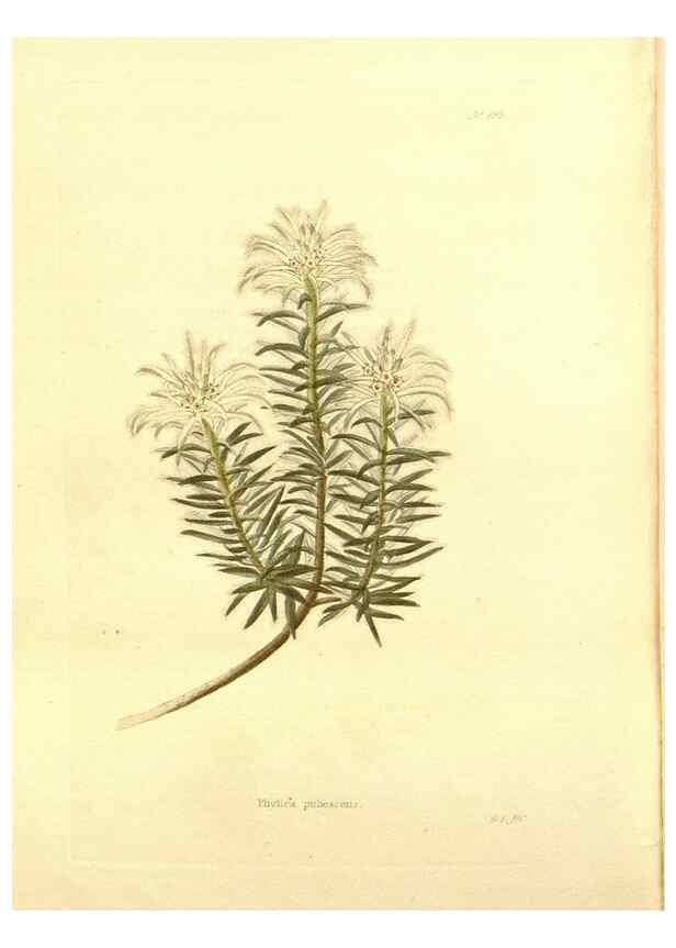 Reproducción/Reproduction 48753821198: The botanical cabinet. London :John & Arthur Arch ...,1817-1833.. 
