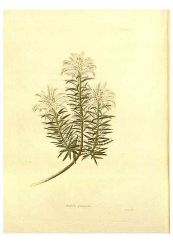 Reproducción/Reproduction 48753821198: The botanical cabinet. London :John & Arthur Arch ...,1817-1833.. 