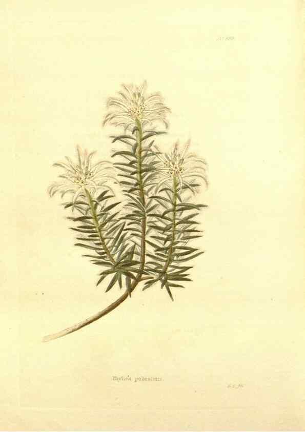 Reproducción/Reproduction 48753821198: The botanical cabinet. London :John & Arthur Arch ...,1817-1833.. 