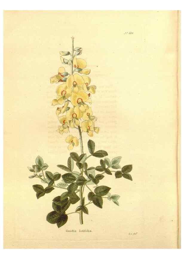 Reproducción/Reproduction 48754336142: The botanical cabinet. London :John & Arthur Arch ...,1817-1833.. 
