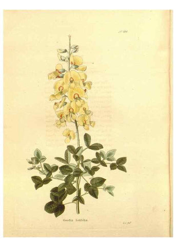 Reproducción/Reproduction 48754336142: The botanical cabinet. London :John & Arthur Arch ...,1817-1833.. 