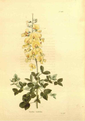 Reproducción/Reproduction 48754336142: The botanical cabinet. London :John & Arthur Arch ...,1817-1833.. 
