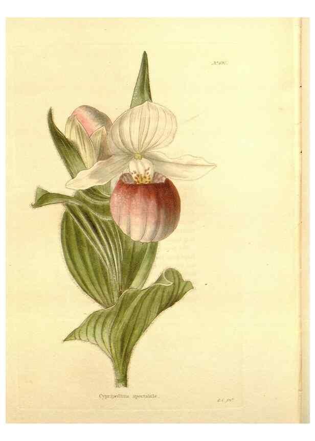 Reproducción/Reproduction 48753821818: The botanical cabinet. London :John & Arthur Arch ...,1817-1833.. 
