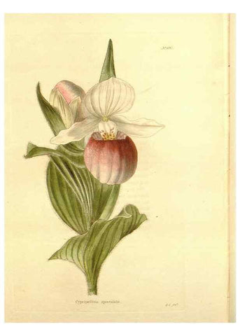 Reproducción/Reproduction 48753821818: The botanical cabinet. London :John & Arthur Arch ...,1817-1833.. 