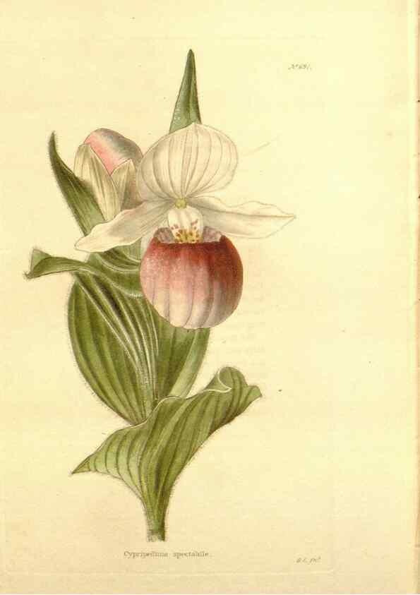 Reproducción/Reproduction 48753821818: The botanical cabinet. London :John & Arthur Arch ...,1817-1833.. 