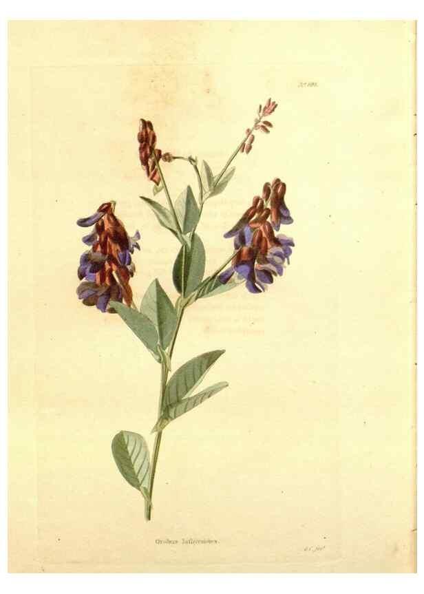 Reproducción/Reproduction 48754145061: The botanical cabinet. London :John & Arthur Arch ...,1817-1833.. 