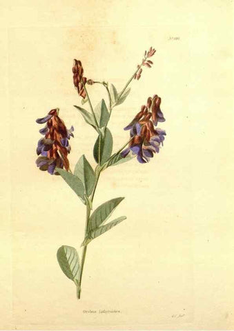 Reproducción/Reproduction 48754145061: The botanical cabinet. London :John & Arthur Arch ...,1817-1833.. 
