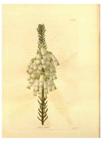Reproducción/Reproduction 48753822438: The botanical cabinet. London :John & Arthur Arch ...,1817-1833.. 