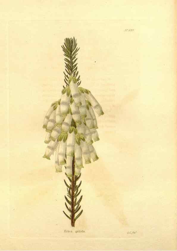 Reproducción/Reproduction 48753822438: The botanical cabinet. London :John & Arthur Arch ...,1817-1833.. 