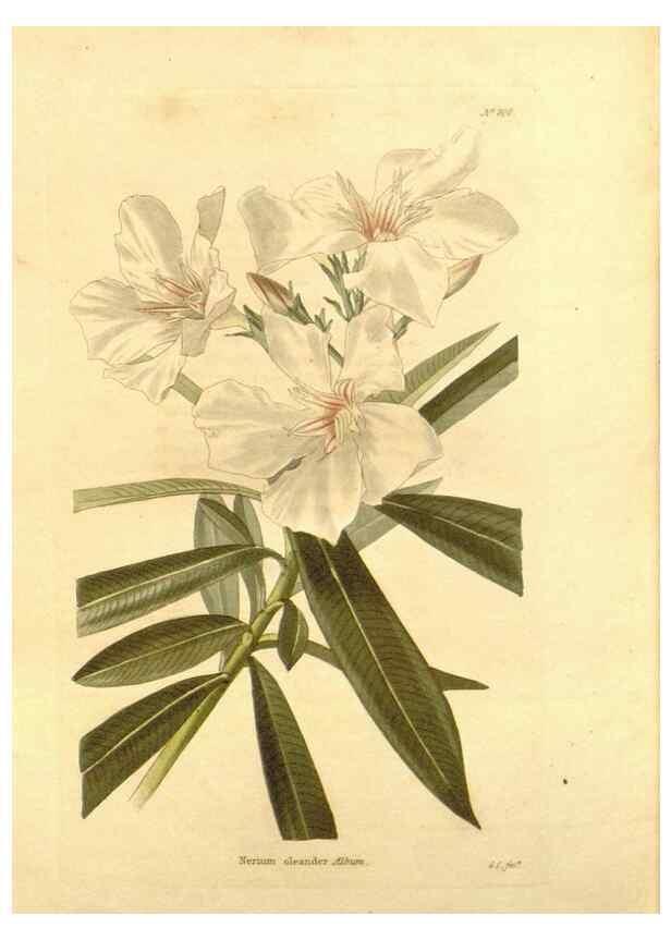 Reproducción/Reproduction 48754145646: The botanical cabinet. London :John & Arthur Arch ...,1817-1833.. 