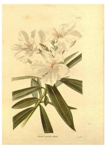 Reproducción/Reproduction 48754145646: The botanical cabinet. London :John & Arthur Arch ...,1817-1833.. 