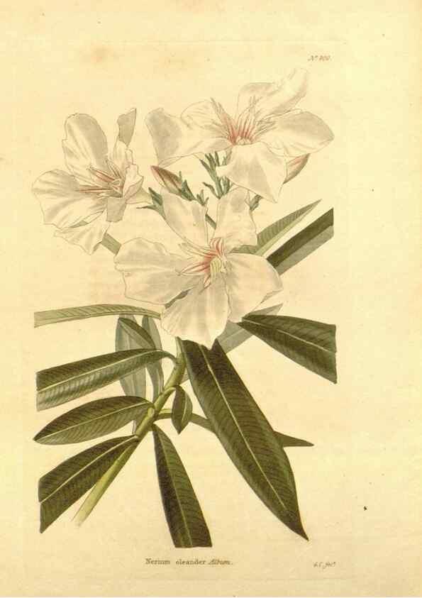 Reproducción/Reproduction 48754145646: The botanical cabinet. London :John & Arthur Arch ...,1817-1833.. 