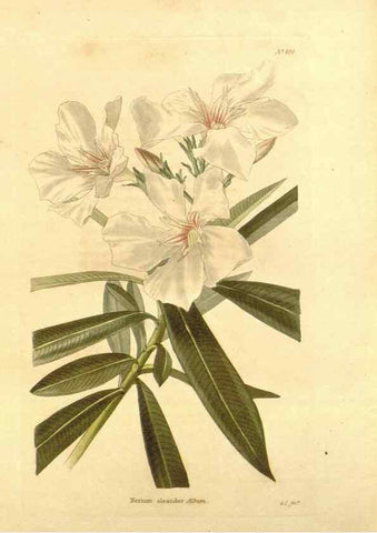 Reproducción/Reproduction 48754145646: The botanical cabinet. London :John & Arthur Arch ...,1817-1833.. 