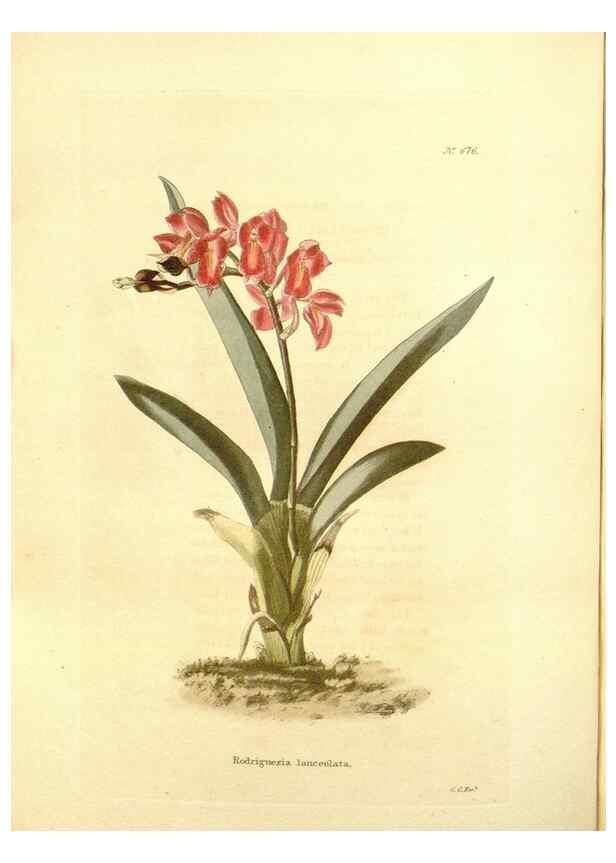 Reproducción/Reproduction 48754377032: The botanical cabinet. London :John & Arthur Arch ...,1817-1833.. 