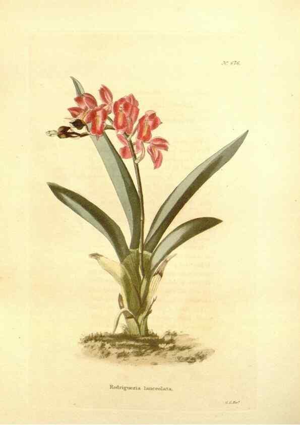 Reproducción/Reproduction 48754377032: The botanical cabinet. London :John & Arthur Arch ...,1817-1833.. 
