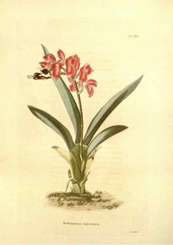 Reproducción/Reproduction 48754377032: The botanical cabinet. London :John & Arthur Arch ...,1817-1833.. 