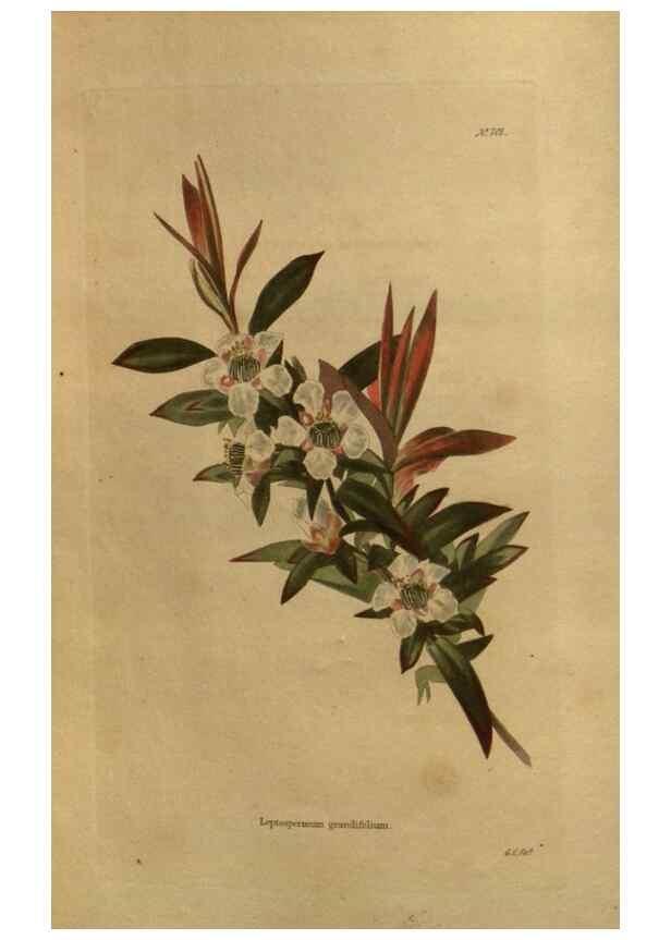 Reproducción/Reproduction 48754411567: The botanical cabinet. London :John & Arthur Arch ...,1817-1833.. 