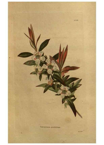 Reproducción/Reproduction 48754411567: The botanical cabinet. London :John & Arthur Arch ...,1817-1833.. 