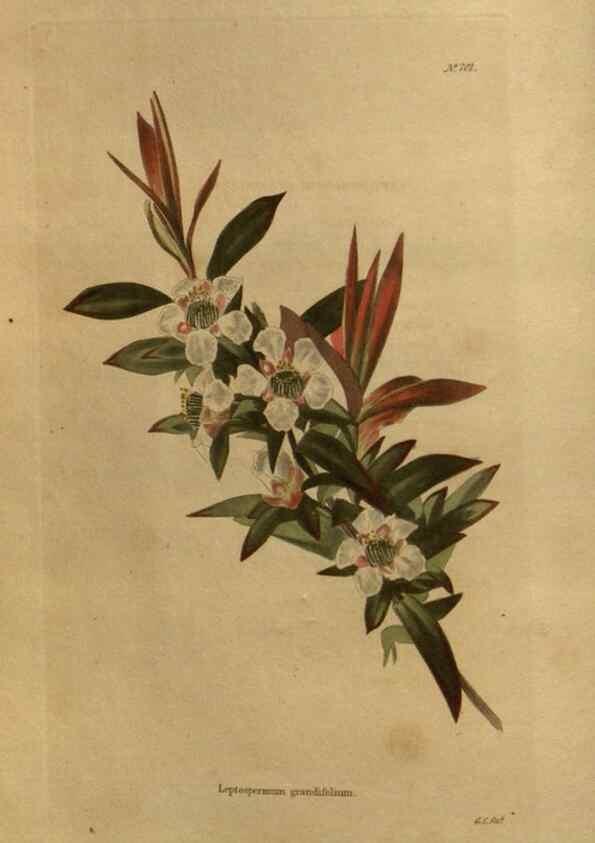 Reproducción/Reproduction 48754411567: The botanical cabinet. London :John & Arthur Arch ...,1817-1833.. 