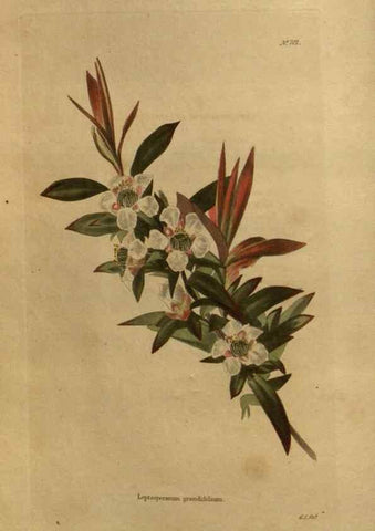 Reproducción/Reproduction 48754411567: The botanical cabinet. London :John & Arthur Arch ...,1817-1833.. 
