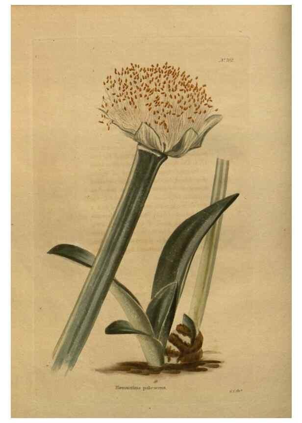 Reproducción/Reproduction 48754219066: The botanical cabinet. London :John & Arthur Arch ...,1817-1833.. 