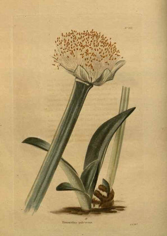 Reproducción/Reproduction 48754219066: The botanical cabinet. London :John & Arthur Arch ...,1817-1833.. 