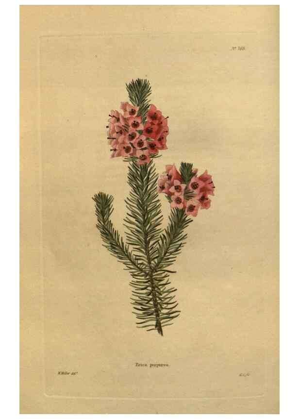 Reproducción/Reproduction 48754412457: The botanical cabinet. London :John & Arthur Arch ...,1817-1833.. 