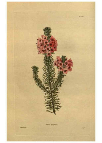 Reproducción/Reproduction 48754412457: The botanical cabinet. London :John & Arthur Arch ...,1817-1833.. 