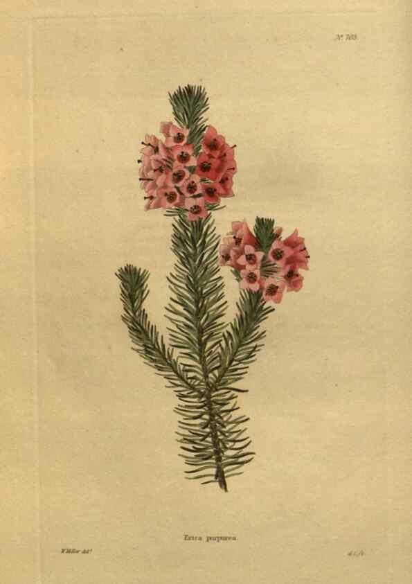 Reproducción/Reproduction 48754412457: The botanical cabinet. London :John & Arthur Arch ...,1817-1833.. 