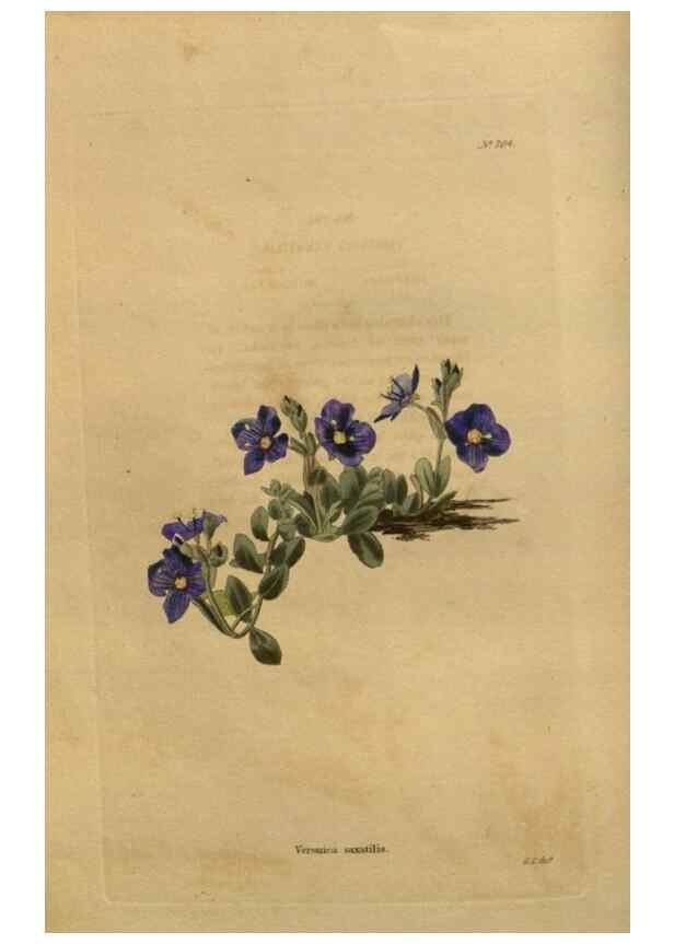 Reproducción/Reproduction 48754412892: The botanical cabinet. London :John & Arthur Arch ...,1817-1833.. 