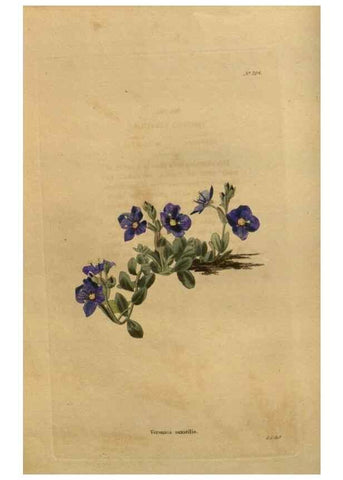 Reproducción/Reproduction 48754412892: The botanical cabinet. London :John & Arthur Arch ...,1817-1833.. 