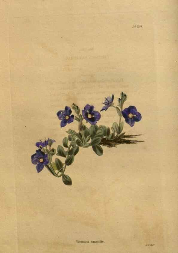 Reproducción/Reproduction 48754412892: The botanical cabinet. London :John & Arthur Arch ...,1817-1833.. 