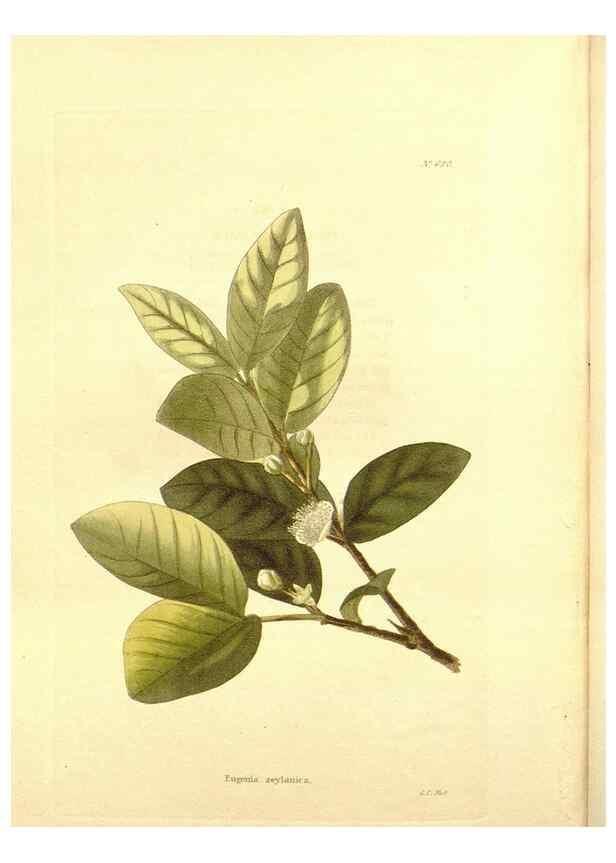 Reproducción/Reproduction 48753819693: The botanical cabinet. London :John & Arthur Arch ...,1817-1833.. 