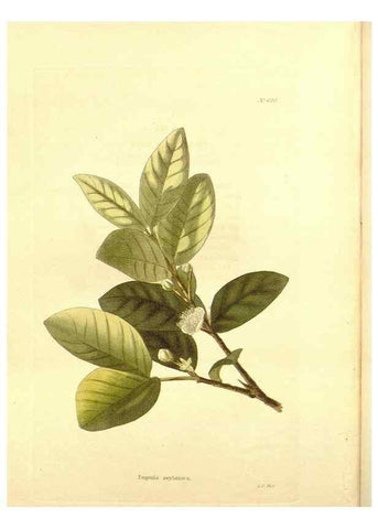 Reproducción/Reproduction 48753819693: The botanical cabinet. London :John & Arthur Arch ...,1817-1833.. 