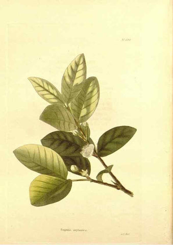 Reproducción/Reproduction 48753819693: The botanical cabinet. London :John & Arthur Arch ...,1817-1833.. 