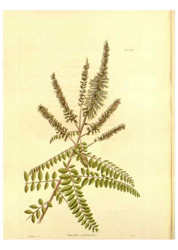 Reproducción/Reproduction 48754333897: The botanical cabinet. London :John & Arthur Arch ...,1817-1833.. 
